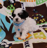 blue collar, a male Maltipoo for sale in Bonney Lake, WA – Photo 9 of 10