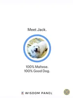 blue collar, a male Maltipoo for sale in Bonney Lake, WA – Photo 6 of 10