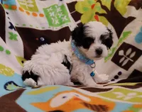 blue collar, a male Maltipoo for sale in Bonney Lake, WA – Photo 1 of 10