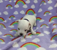 Maltese purple , a female Maltese for sale in Bonney Lake, WA – 2 of 7