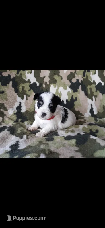 Red boy – Maltipoo puppy for sale in Bonney Lake, WA