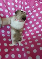 Pink Maltipoo, a female Maltipoo for sale in Bonney Lake, WA – 2 of 10
