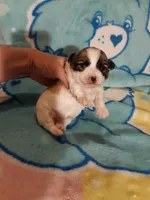 Pink Maltipoo, a female Maltipoo for sale in Bonney Lake, WA – 4 of 10
