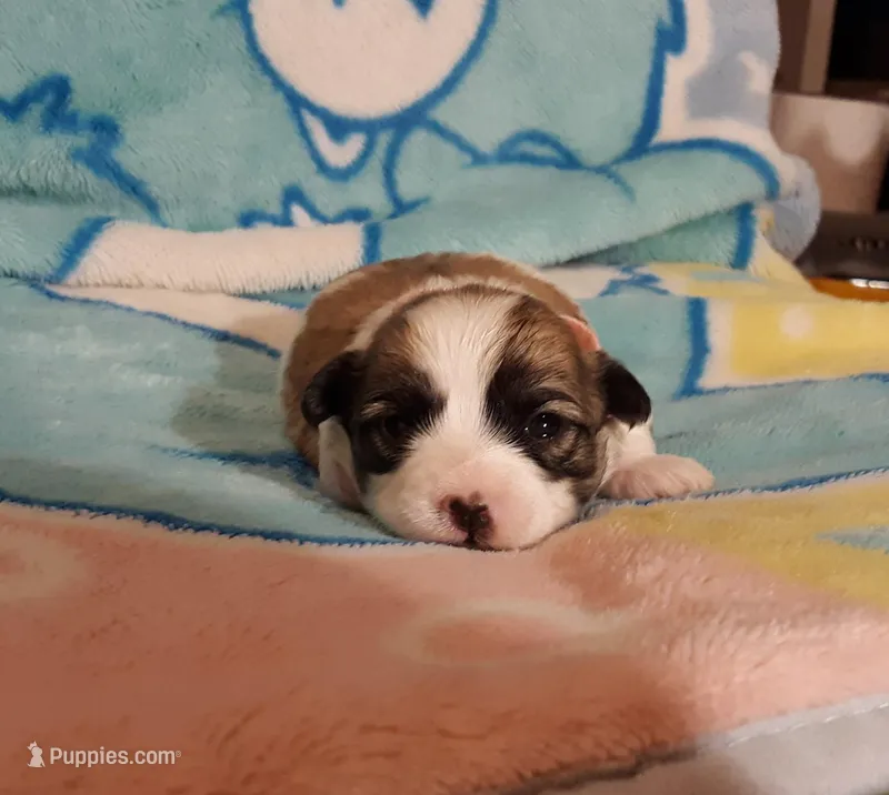 Pink Maltipoo – Maltipoo puppy for sale in Bonney Lake, WA