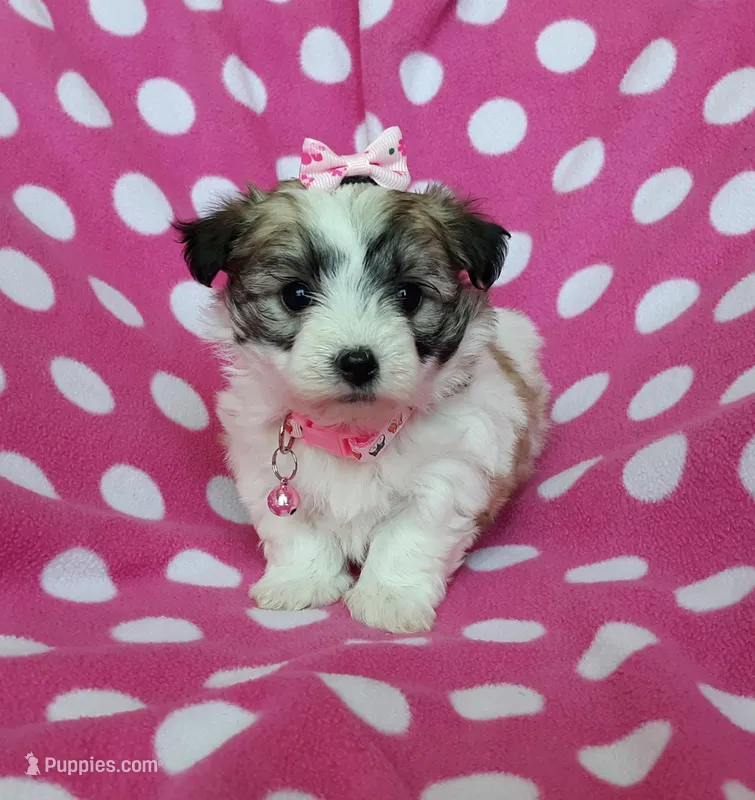 Pink Maltipoo – Maltipoo puppy for sale in Bonney Lake, WA