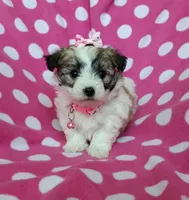 Pink Maltipoo, a female Maltipoo for sale in Bonney Lake, WA – 1 of 10
