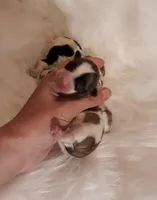 Pink Maltipoo, a female Maltipoo for sale in Bonney Lake, WA – Photo 2 of 2