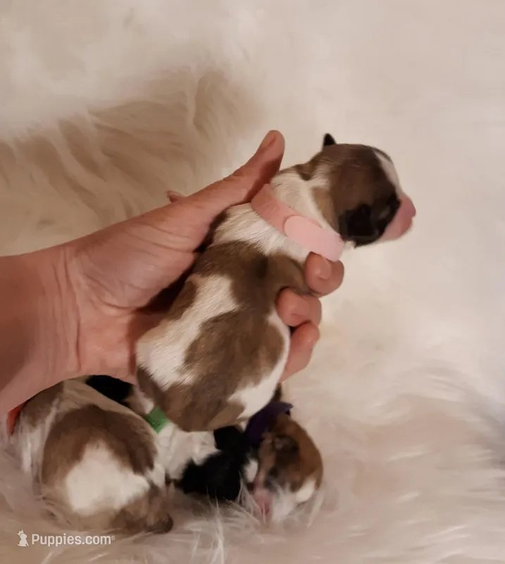 Pink Maltipoo – Maltipoo puppy for sale in Bonney Lake, WA