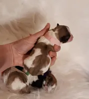 Pink Maltipoo, a female Maltipoo for sale in Bonney Lake, WA – Photo 1 of 2