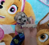 Purple Maltipoo , a female Maltipoo for sale in Bonney Lake, WA – 3 of 10