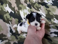 Yellow boy, a male Maltipoo for sale in Bonney Lake, WA – 5 of 10