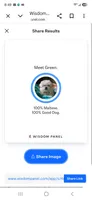 green collar, a male Maltese for sale in Bonney Lake, WA – 9 of 9