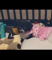 Lola, a female Havanese for sale in Bonney Lake, WA – Photo 2 of 10