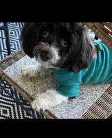 Lola, a female Havanese for sale in Bonney Lake, WA – Photo 6 of 10