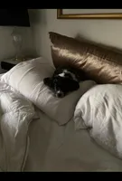 Lola, a female Havanese for sale in Bonney Lake, WA – Photo 8 of 10