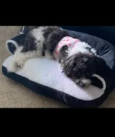 Lola, a female Havanese for sale in Bonney Lake, WA – Photo 4 of 10