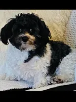 Lola, a female Havanese for sale in Bonney Lake, WA – Photo 9 of 10