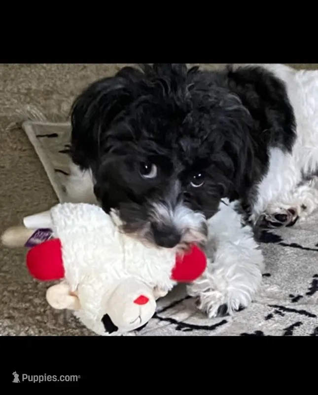Lola – Havanese puppy for sale in Bonney Lake, WA