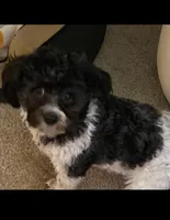 Lola, a female Havanese for sale in Bonney Lake, WA – Photo 7 of 10