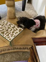 Lola, a female Havanese for sale in Bonney Lake, WA – Photo 10 of 10