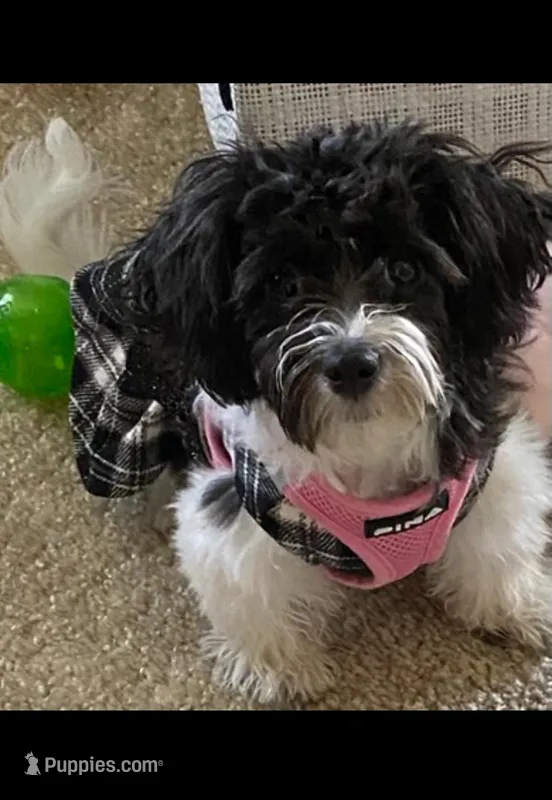 Lola – Havanese puppy for sale in Bonney Lake, WA