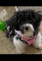 Lola, a female Havanese for sale in Bonney Lake, WA – Photo 1 of 10