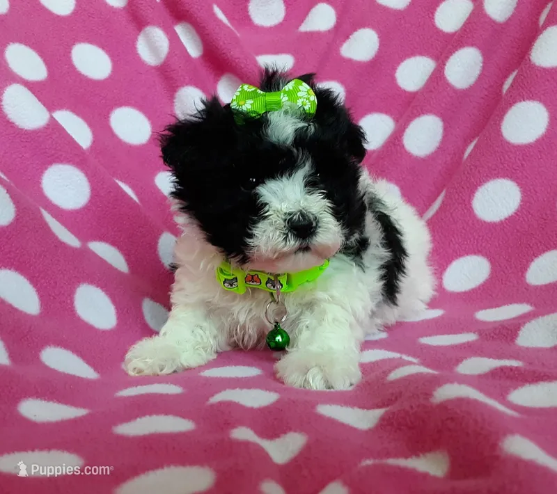 Green Maltipoo – Maltipoo puppy for sale in Bonney Lake, WA