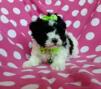 Green Maltipoo, a female Maltipoo for sale in Bonney Lake, WA – 1 of 10