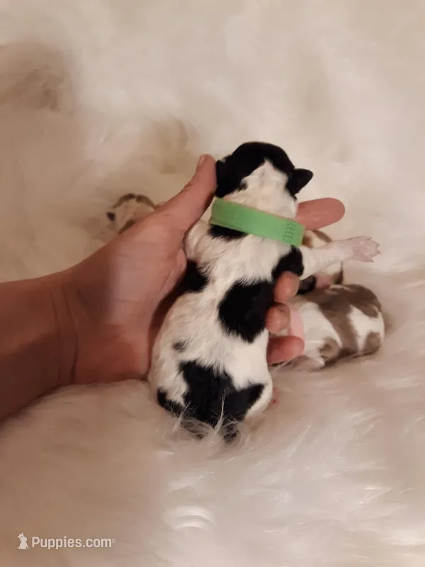 Green Maltipoo – Maltipoo puppy for sale in Bonney Lake, WA