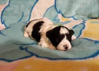 Green Maltipoo, a female Maltipoo for sale in Bonney Lake, WA – 5 of 10