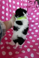 Green Maltipoo, a female Maltipoo for sale in Bonney Lake, WA – 2 of 10