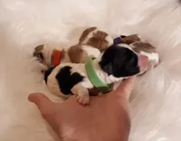 Green Maltipoo, a female Maltipoo for sale in Bonney Lake, WA – Photo 2 of 4