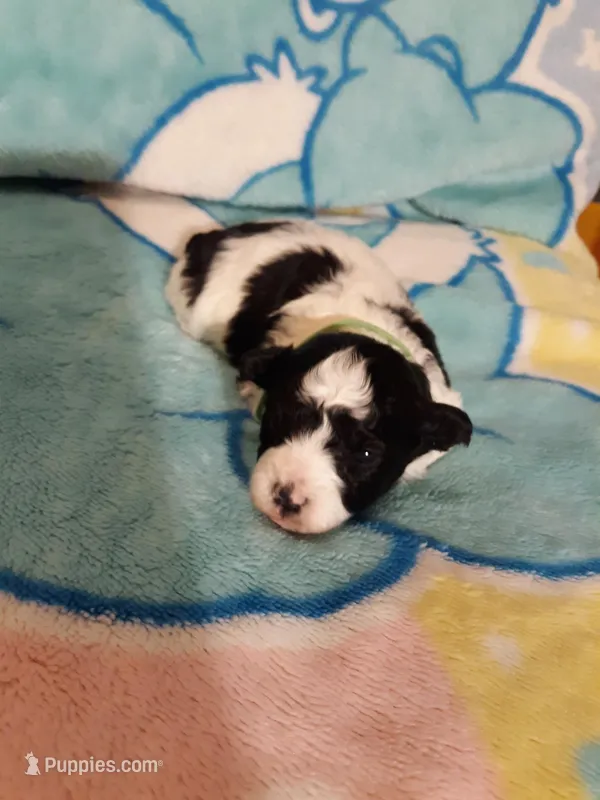 Green Maltipoo – Maltipoo puppy for sale in Bonney Lake, WA