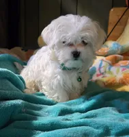 green collar, a male Maltese for sale in Bonney Lake, WA – 4 of 9
