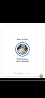 Blue, a male Maltipoo for sale in Bonney Lake, WA – 5 of 6