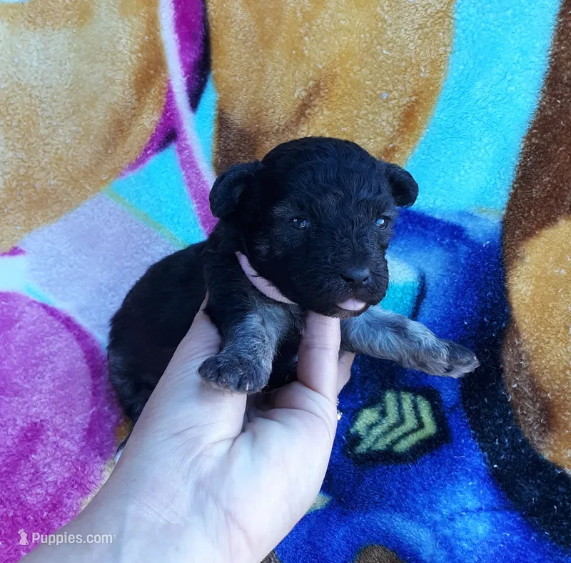 pink collar – Maltipoo puppy for sale in Bonney Lake, WA