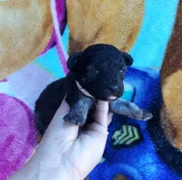 pink collar, a female Maltipoo for sale in Bonney Lake, WA – 4 of 10