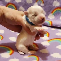 Blue, a male Maltese for sale in Bonney Lake, WA – Photo 4 of 10