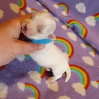 Blue, a male Maltese for sale in Bonney Lake, WA – Photo 6 of 10