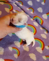 Blue, a male Maltese for sale in Bonney Lake, WA – Photo 3 of 8