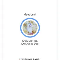 Blue, a male Maltese for sale in Bonney Lake, WA – Photo 9 of 10