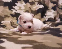 Blue, a male Maltese for sale in Bonney Lake, WA – Photo 3 of 10