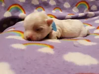 Blue, a male Maltese for sale in Bonney Lake, WA – Photo 2 of 8