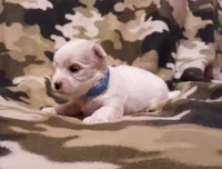 Blue, a male Maltese for sale in Bonney Lake, WA – Photo 5 of 10