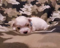 Blue, a male Maltese for sale in Bonney Lake, WA – Photo 10 of 10