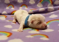 Blue, a male Maltese for sale in Bonney Lake, WA – Photo 4 of 8