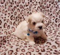 Blue, a male Maltese for sale in Bonney Lake, WA – Photo 2 of 10