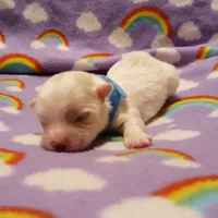 Blue, a male Maltese for sale in Bonney Lake, WA – Photo 7 of 10