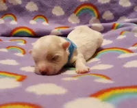 Blue, a male Maltese for sale in Bonney Lake, WA – Photo 5 of 8