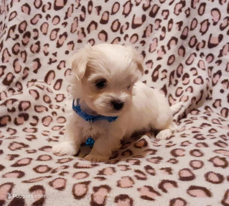 Blue – Maltese puppy for sale in Bonney Lake, WA